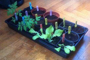 #3 PLANTJES OPKWEKEN
